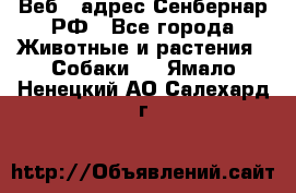 Веб – адрес Сенбернар.РФ - Все города Животные и растения » Собаки   . Ямало-Ненецкий АО,Салехард г.